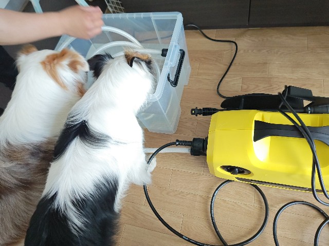 f:id:gussan-belle:20240608173115j:image