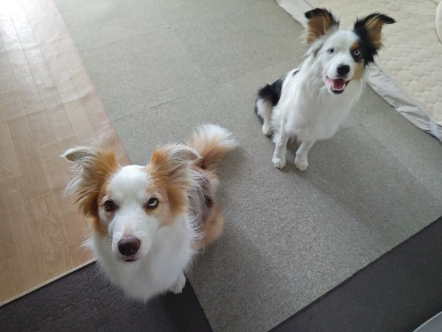 f:id:gussan-belle:20240608173502j:image