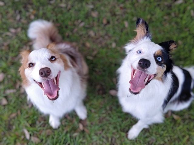 f:id:gussan-belle:20240806173428j:image