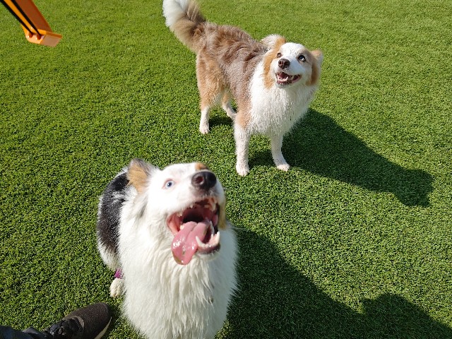 f:id:gussan-belle:20240918072500j:image f:id:gussan-belle:20240918072500j:image