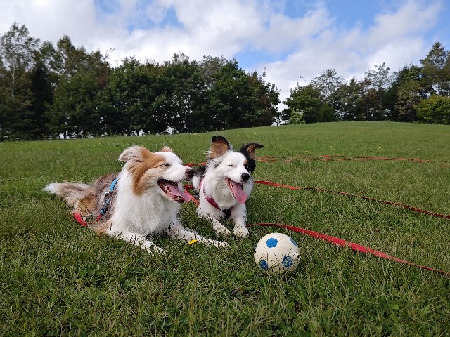 f:id:gussan-belle:20241003141504j:image f:id:gussan-belle:20241003141504j:image