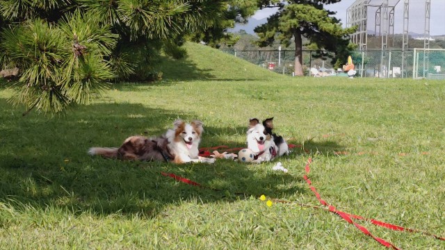 f:id:gussan-belle:20241003141523j:image f:id:gussan-belle:20241003141523j:image