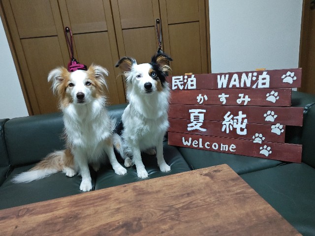 f:id:gussan-belle:20241003141758j:image f:id:gussan-belle:20241003141758j:image