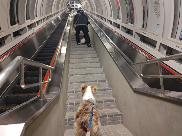 f:id:gussan-belle:20241005191721j:image f:id:gussan-belle:20241005191721j:image