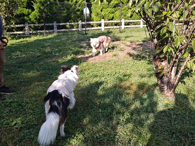 f:id:gussan-belle:20241008213027j:image f:id:gussan-belle:20241008213027j:image