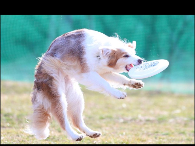 f:id:gussan-belle:20250225130022j:image f:id:gussan-belle:20250225130022j:image