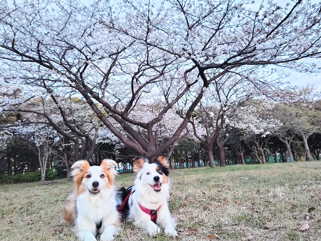 f:id:gussan-belle:20250413123454j:image
