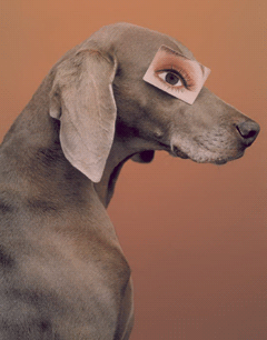 f:id:gussie0317:20121121011823g:image
