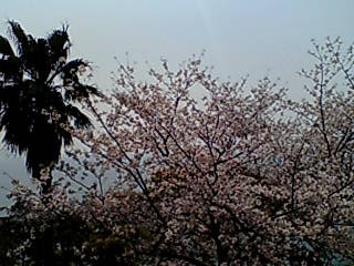 f:id:gustav5:20070411134314j:image