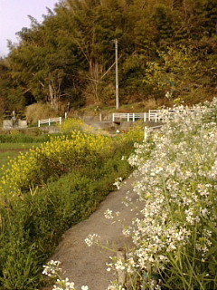 板野町のへんろみち