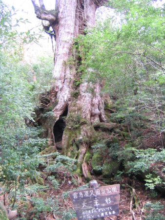 [屋久島]