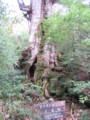 [屋久島]