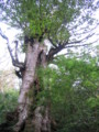 [屋久島]