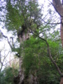 20090417100825