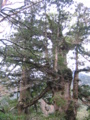 20090417101715
