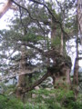 [屋久島]夫婦杉