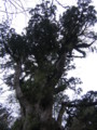 20090417104540