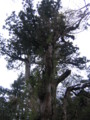 縄文杉