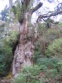 縄文杉