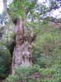 20090417105036
