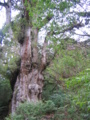 20090417105052