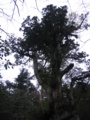 20090417105822