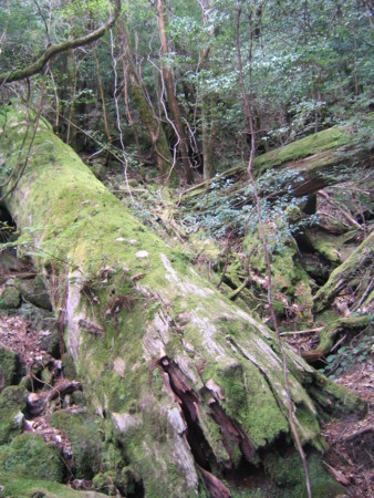 [屋久島]