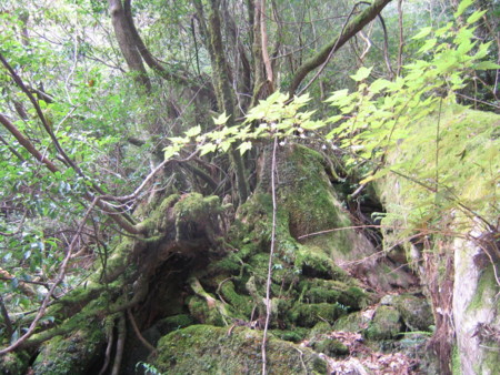 [屋久島]