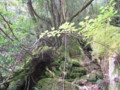 [屋久島]