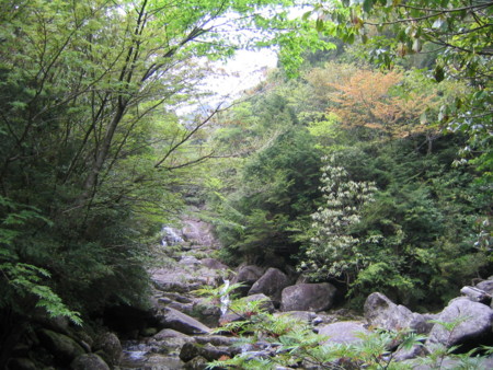 [屋久島]