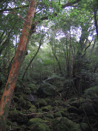 白谷雲水峡