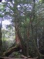 [屋久島]白谷雲水峡三本足杉