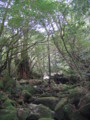 [屋久島]白谷雲水峡