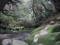 [屋久島]白谷雲水峡