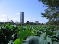 [台東区]上野不忍池