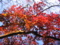 [紅葉]