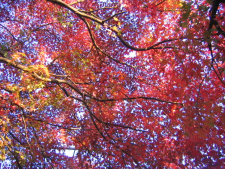 [紅葉]