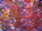 [紅葉]