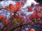 [紅葉]
