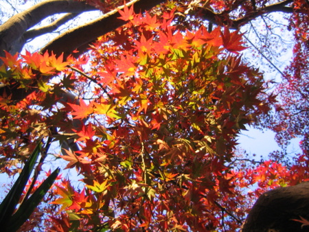 [紅葉]