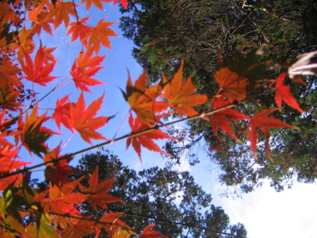 [紅葉]