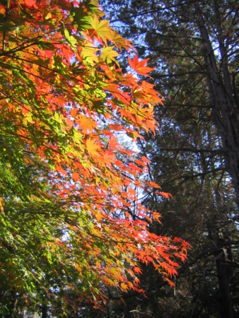 [紅葉]
