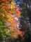 [紅葉]