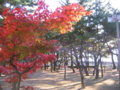 須磨浦公園