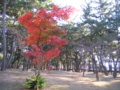 須磨浦公園