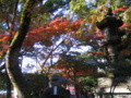 [紅葉]八坂神社