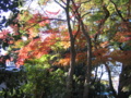 [紅葉]八坂神社