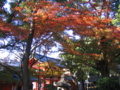 [紅葉]八坂神社