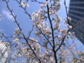 [日本橋][さくら]本石町日銀本店前