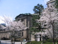 [日本橋][さくら]本石町日銀本店前